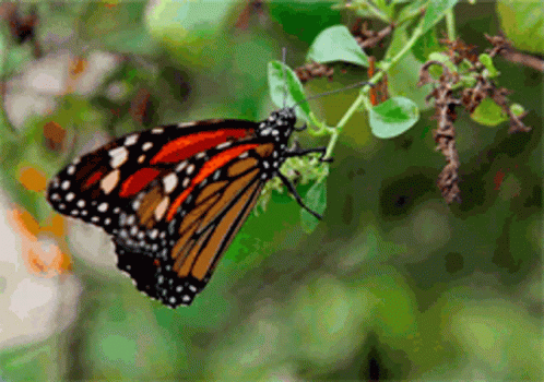The Unsung Heroes of Pollination: Beyond the&nbsp;Bee
