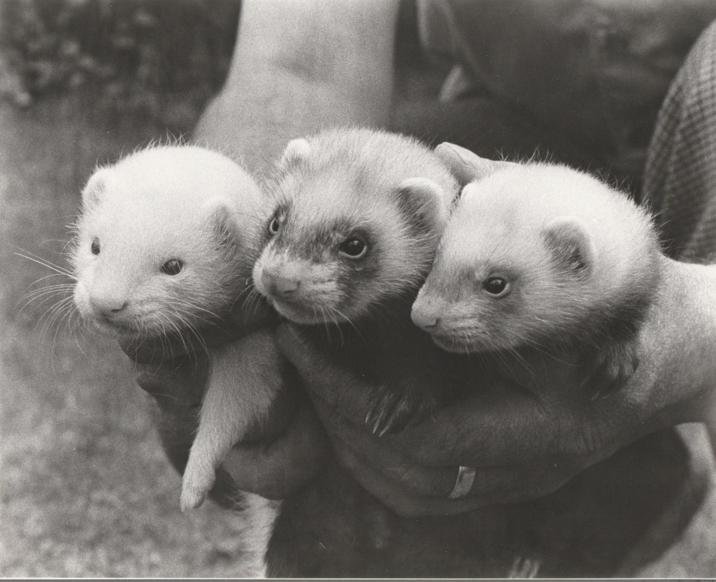 The Little Stinker! Polecats in the UK in Need of a Helping&nbsp;Hand.