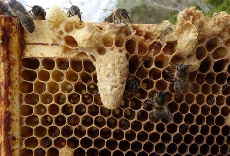 Beyond Bees: The Unsung Heroes of&nbsp;Pollination.