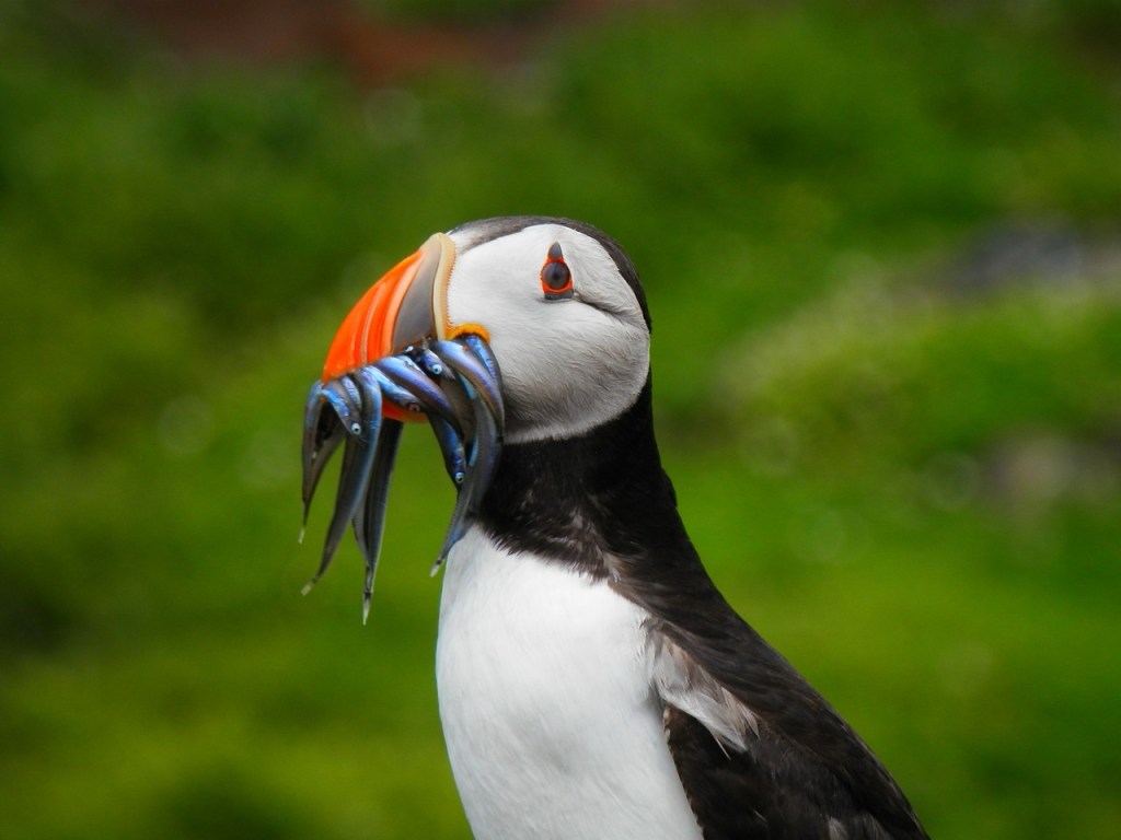 Bridging the Gap: From Government Pledges to Global Biodiversity&nbsp;Recovery