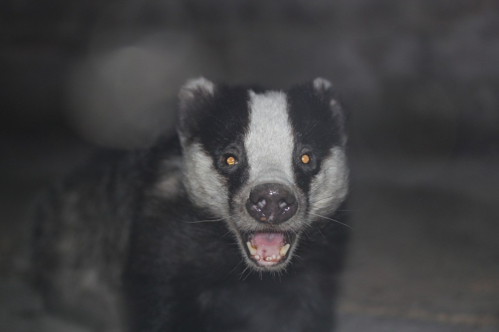 BADGER TROUBLES