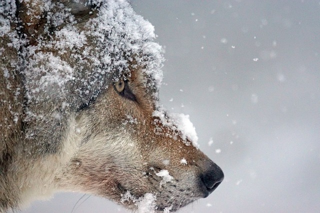 Shrinking Biodiversity: The Impact of Human Actions on&nbsp;Wildlife.