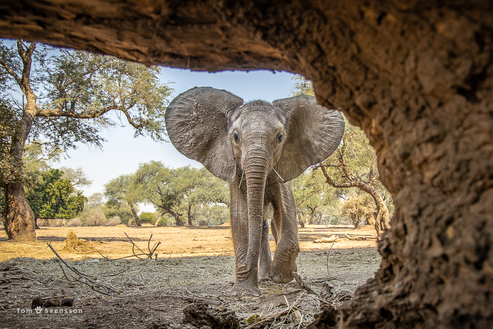 Podcast: Simon King interviews world-renowned wildlife photographer, Tom Svensson who reveals his undercover&nbsp;past…