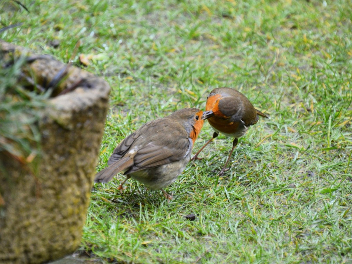 Feeding birds isn’t the problem. How we feed them is what&nbsp;matters.