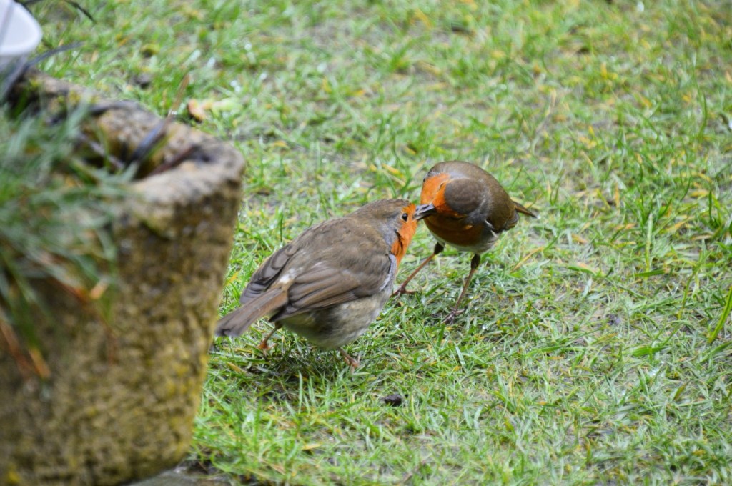 Feeding birds isn’t the problem. How we feed them is what matters.